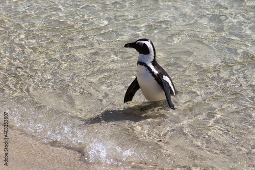 Kleiner Pinguin im Wasser am Strand in Südafrika
