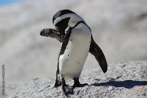 Süßer Afrikanischer Pinguin auf einem Felsen