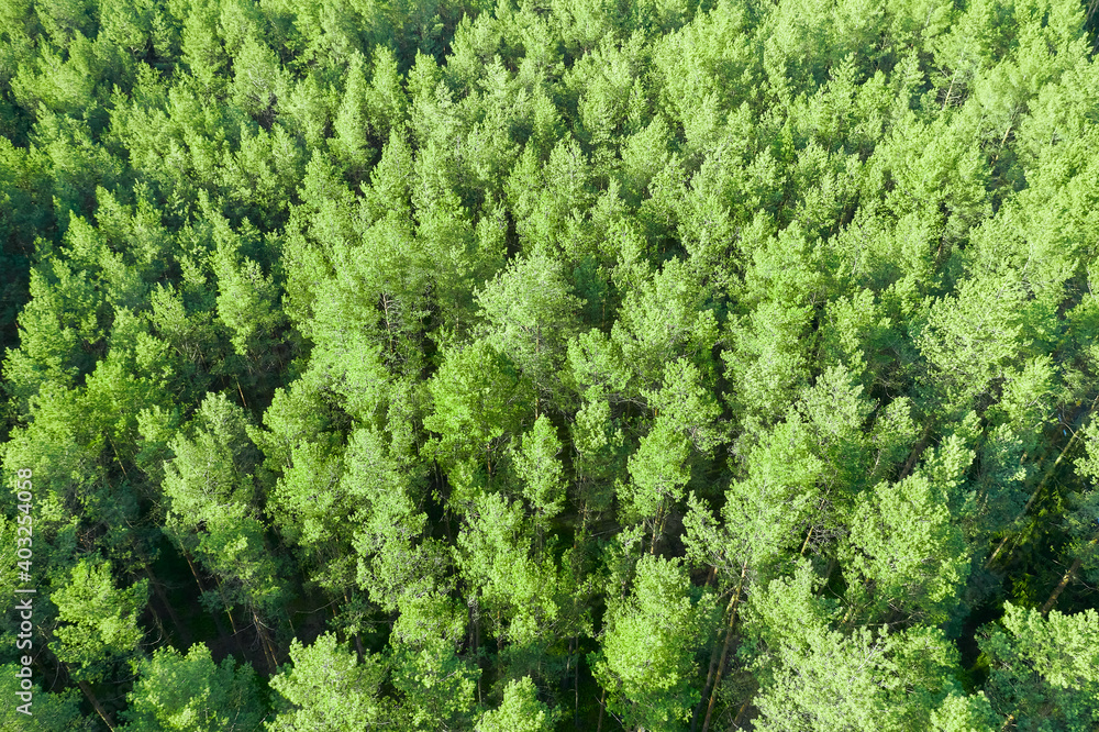 Forest landscape of young green tree tops. View above.