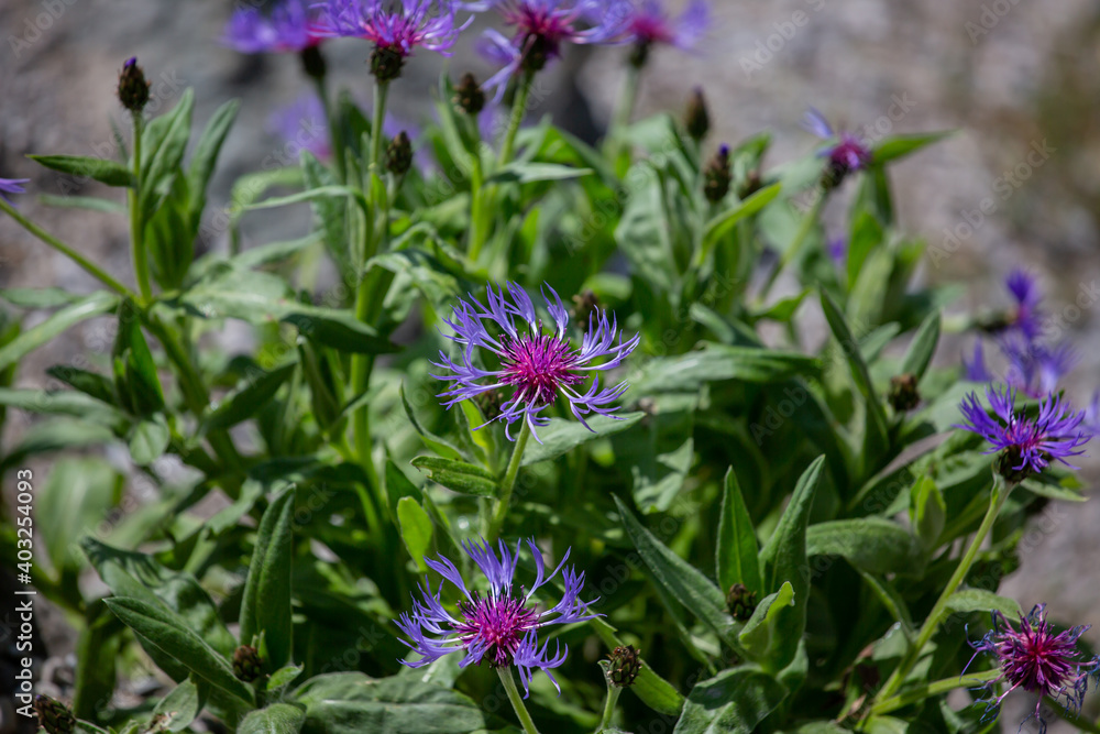 Close up of a plant with a soft background Close up of a plant with a soft background