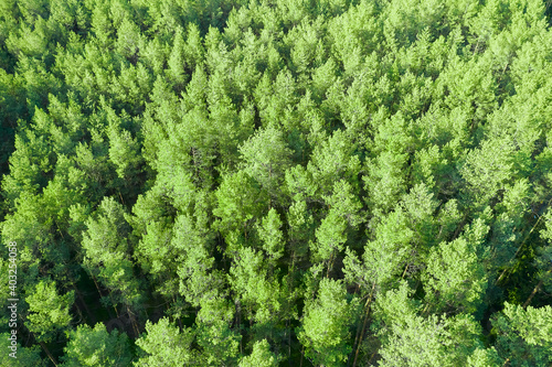 Forest landscape of young green tree tops. View above.