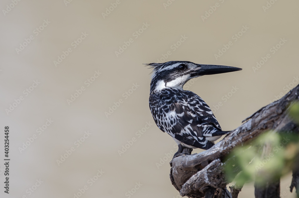 Fototapeta premium Pied Kingfisher on banch tree.