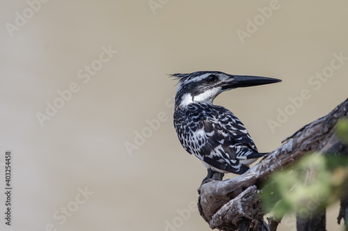 Pied Kingfisher on banch tree.