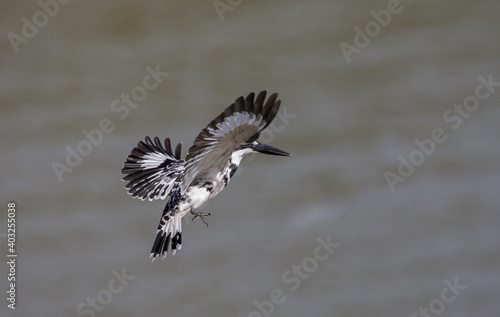 Pied Kingfisher hovering above over river in Thailand. © photonewman