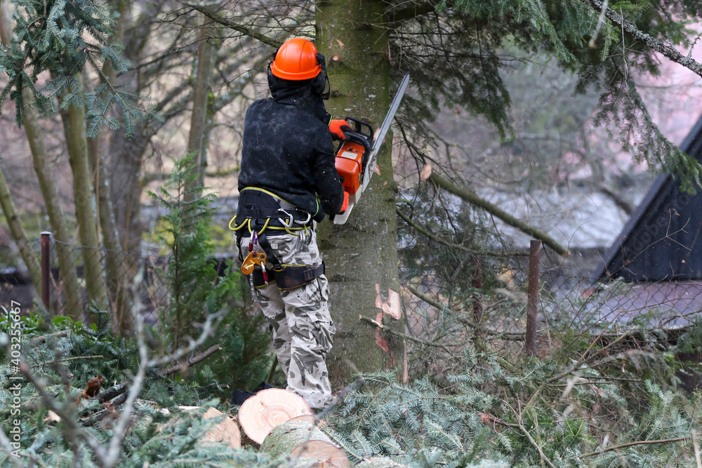 Naklejka premium Sawing dangerously inclined trees in cities. A man with a chainsaw in his hands and a safety tool cuts a tall spruce.