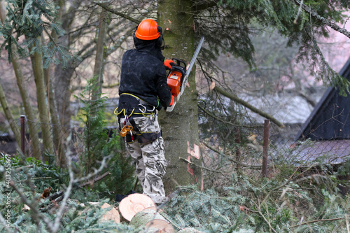 Sawing dangerously inclined trees in cities. A man with a chainsaw in his hands and a safety tool cuts a tall spruce.