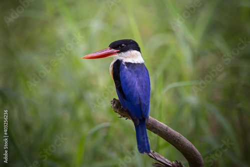 Black-capped Kingfisher.