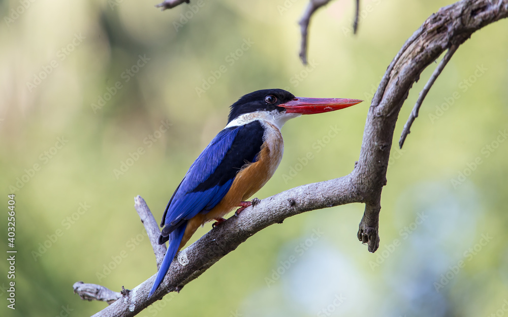 Obraz premium Black-capped Kingfisher.