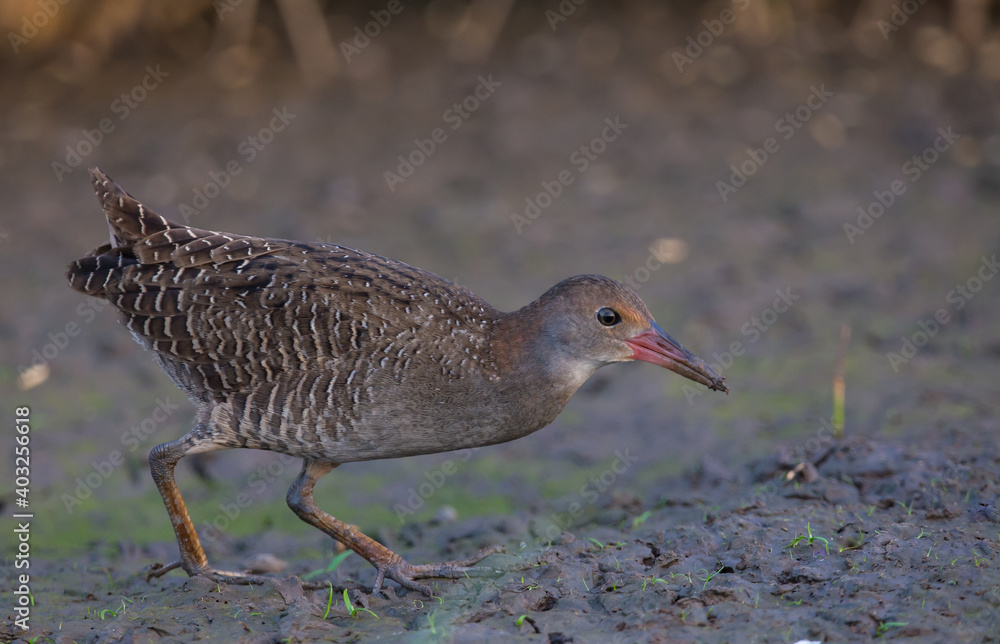 Slaty-breasted Rail. Slaty-breasted Rail.