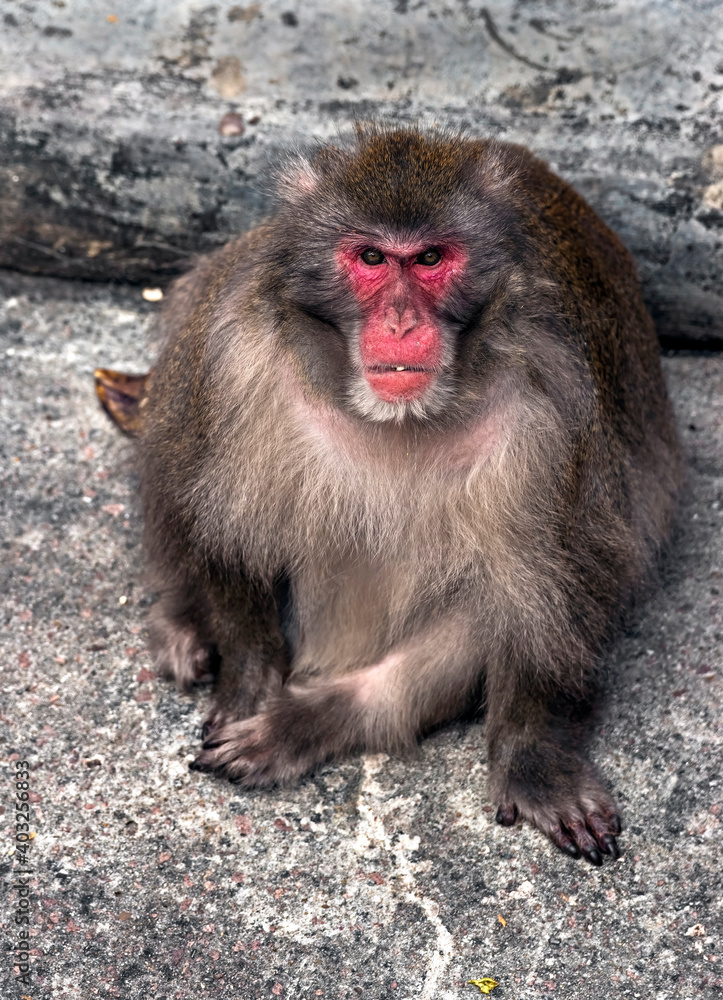 Japanese macaque male. Latin name - Macaca fuscata	
