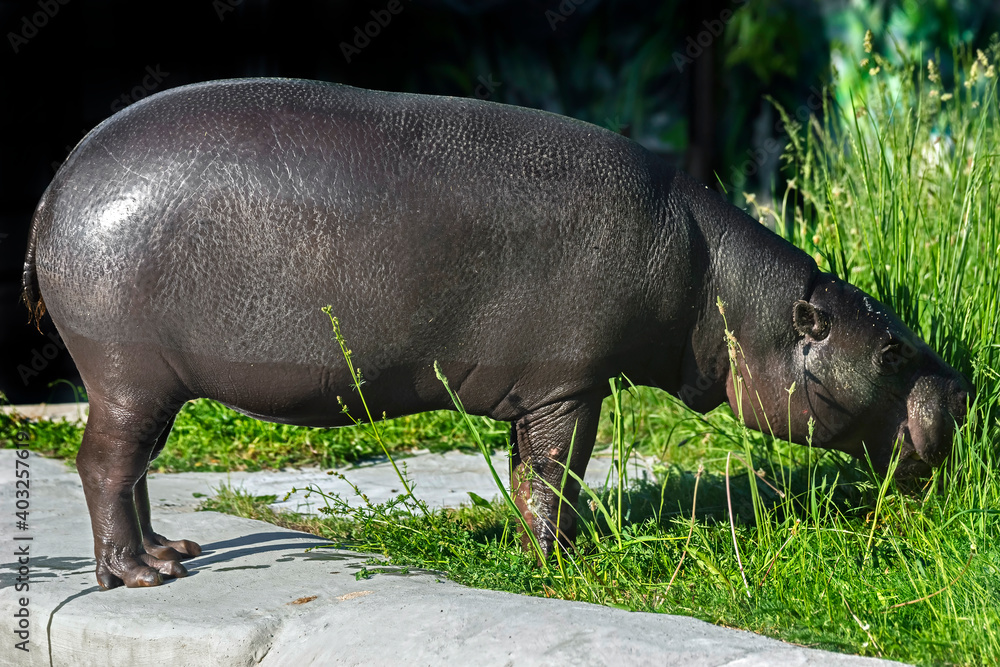 Pigmy hippopotamus eating grass on the lawn. Latin name - Hexaprotodon libiriensis Pigmy hippopotamus eating grass on the lawn. Latin name - Hexaprotodon libiriensis