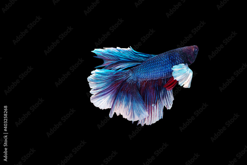 Beautiful Betta Siamese fighting fish moving motion on isolated background. Beautiful Betta Siamese fighting fish moving motion on isolated background.