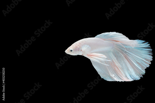 Beautiful Betta Siamese fighting fish moving motion on isolated background.