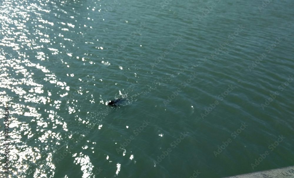 Howth - Seal Howth - Seal