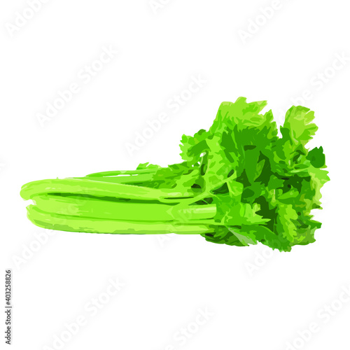 Low-level vector of celery