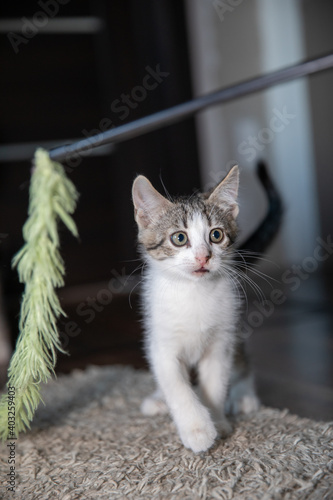 Young cat playing with Feather toy