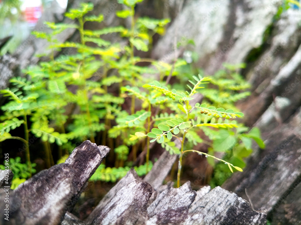 a bush growing in the middle of the old wood