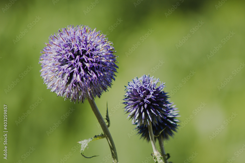 Ball thistle (Echinops sphaerocephalus) in a garden, close-up