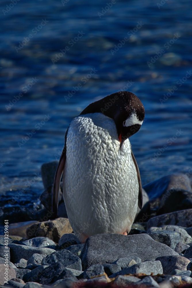 Obraz premium Gentoo Penguin in Antarctica Peninsula