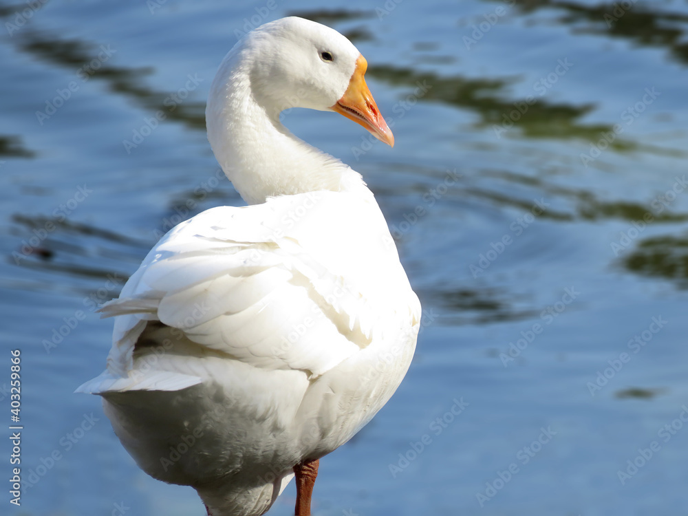 white goose in the lake, swan goose in the lake.