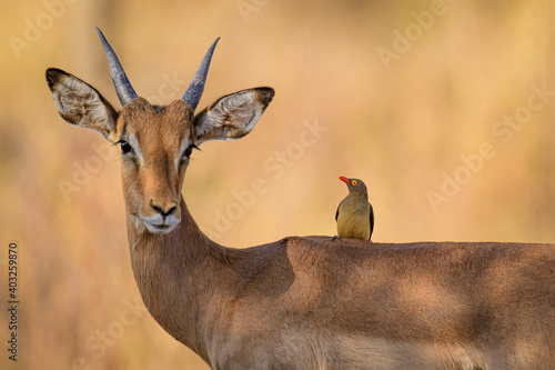 Tableau sur toile Impala and red billed oxpecker. Symbiotic Relation