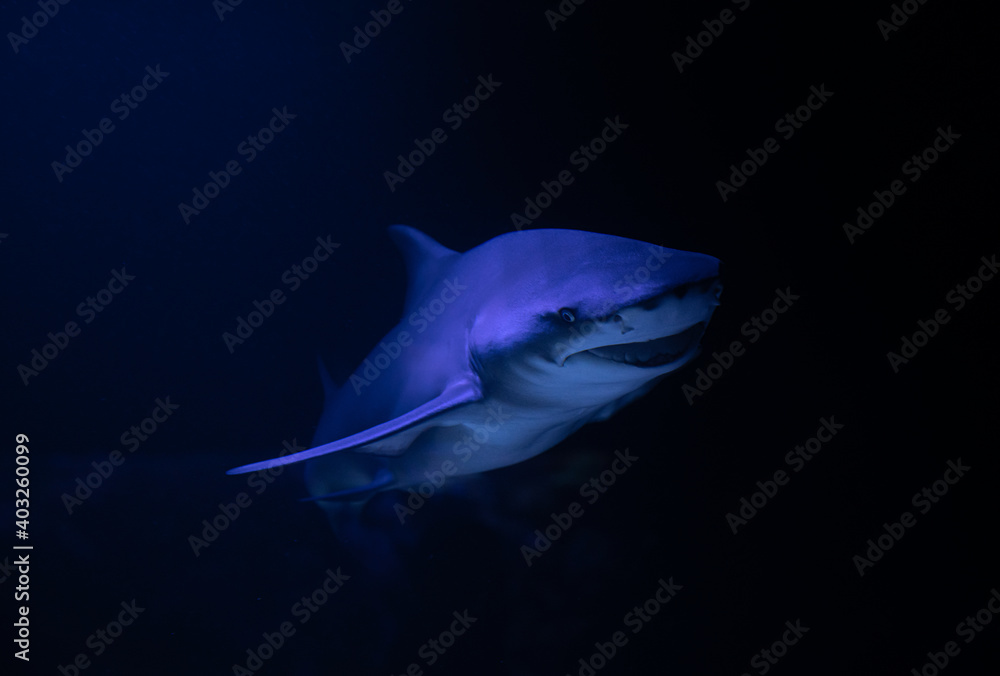 Fototapeta premium Nice photo of smiling big white shark in the dark, nature danger fish aquarium hobby attack