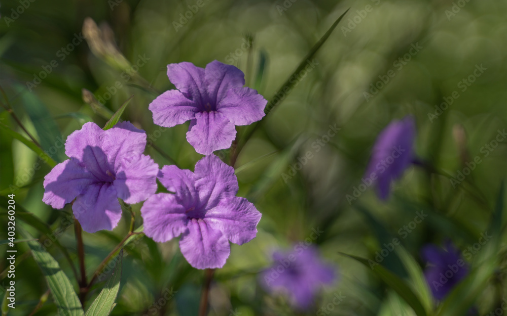 purple flower blooming in the garden on green background with sun light