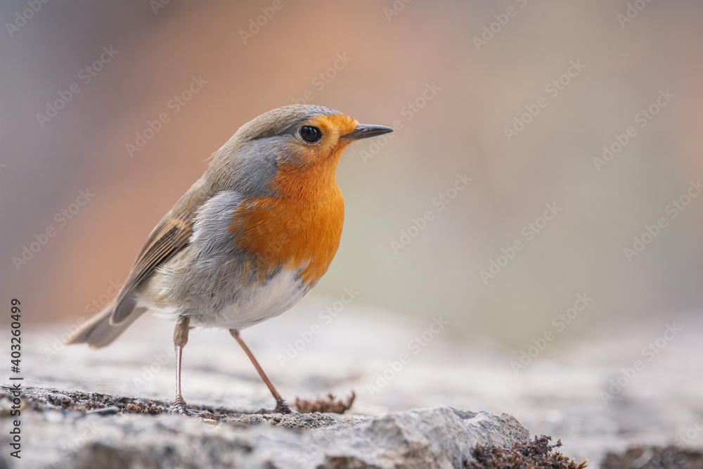 European robin (Erithacus rubecula) isolated on blur background European robin (Erithacus rubecula) isolated on blur background