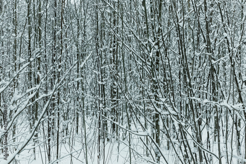 Fototapeta premium Winter snow-covered fairy forest. Toning. Space for text.