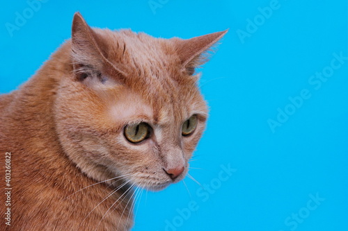 Red cat isolated on a blue background,
