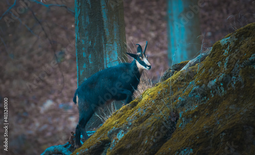 A chamois cub lost in the woods looking for a way. photo