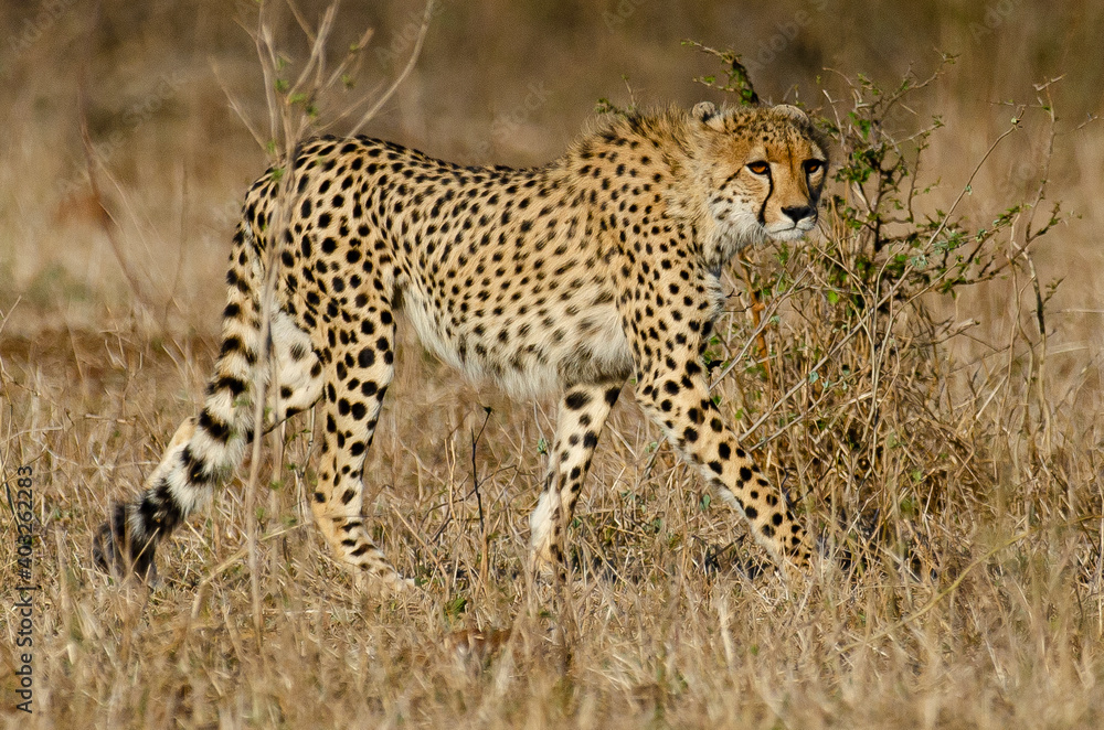 Guépard, cheetah, Acinonyx jubatus, Parc national Kruger, Afrique du Sud Guépard, cheetah, Acinonyx jubatus, Parc national Kruger, Afrique du Sud