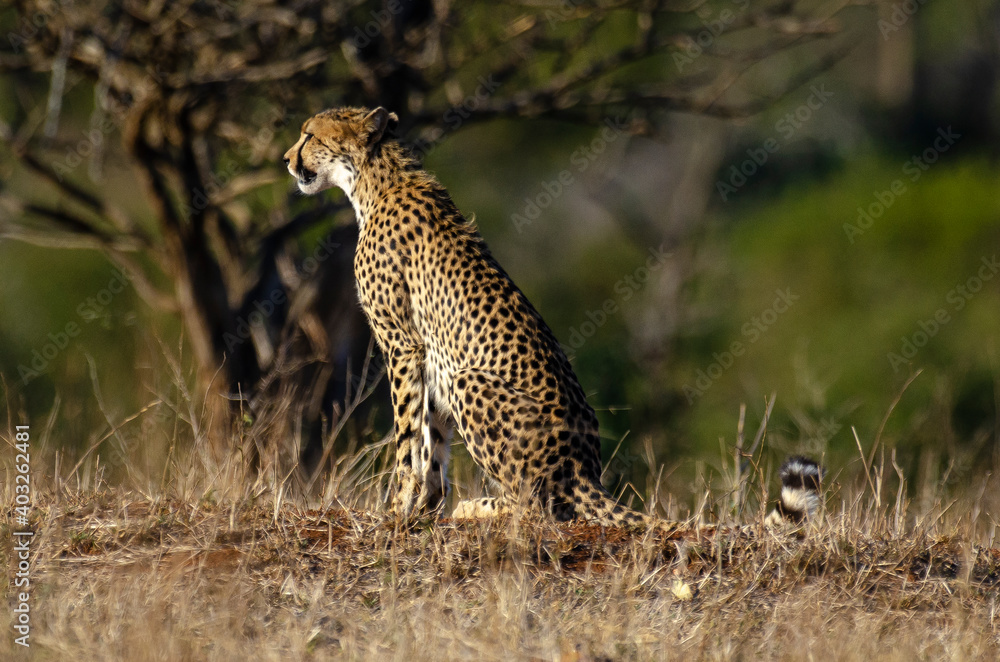 Guépard, cheetah, Acinonyx jubatus, Parc national Kruger, Afrique du Sud Guépard, cheetah, Acinonyx jubatus, Parc national Kruger, Afrique du Sud