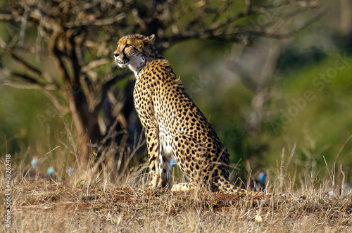 Guépard, cheetah, Acinonyx jubatus, Parc national Kruger, Afrique du Sud