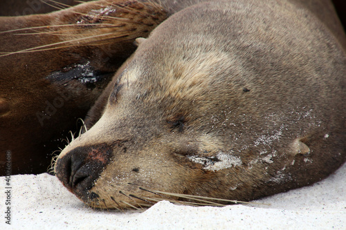 Galapagos sea lion on Galapagos beach, Ecuador, South America