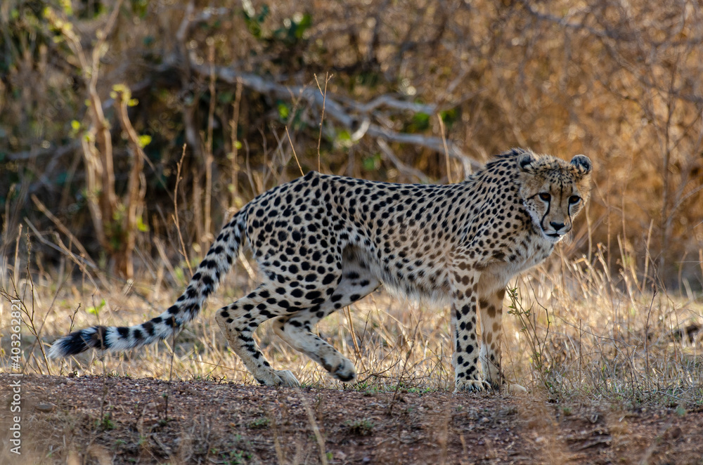 Guépard, cheetah, Acinonyx jubatus, Parc national Kruger, Afrique du Sud Guépard, cheetah, Acinonyx jubatus, Parc national Kruger, Afrique du Sud