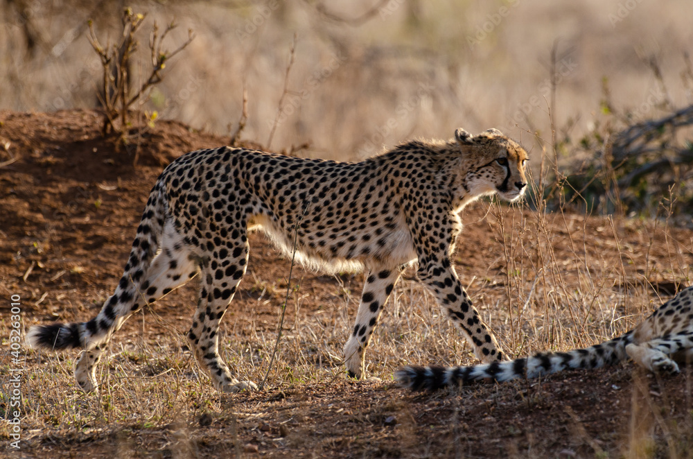 Guépard, cheetah, Acinonyx jubatus, Parc national Kruger, Afrique du Sud Guépard, cheetah, Acinonyx jubatus, Parc national Kruger, Afrique du Sud