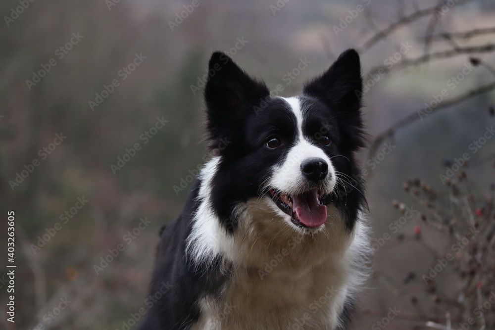 Close-up of Happy Border Collie Outside in Gloomy Nature. Smiling Black and White Dog Outdoors.