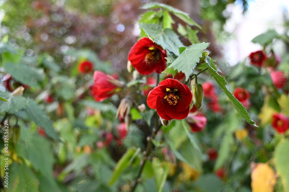 Flowers in garden Flowers in garden
