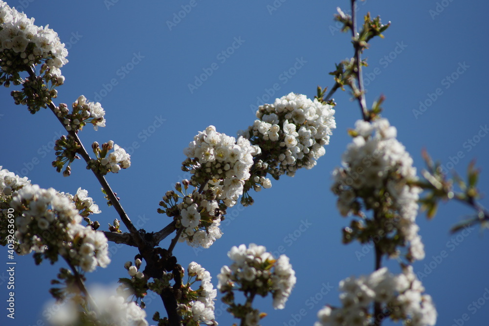 Cherry blossoms in spring Cherry blossoms in spring