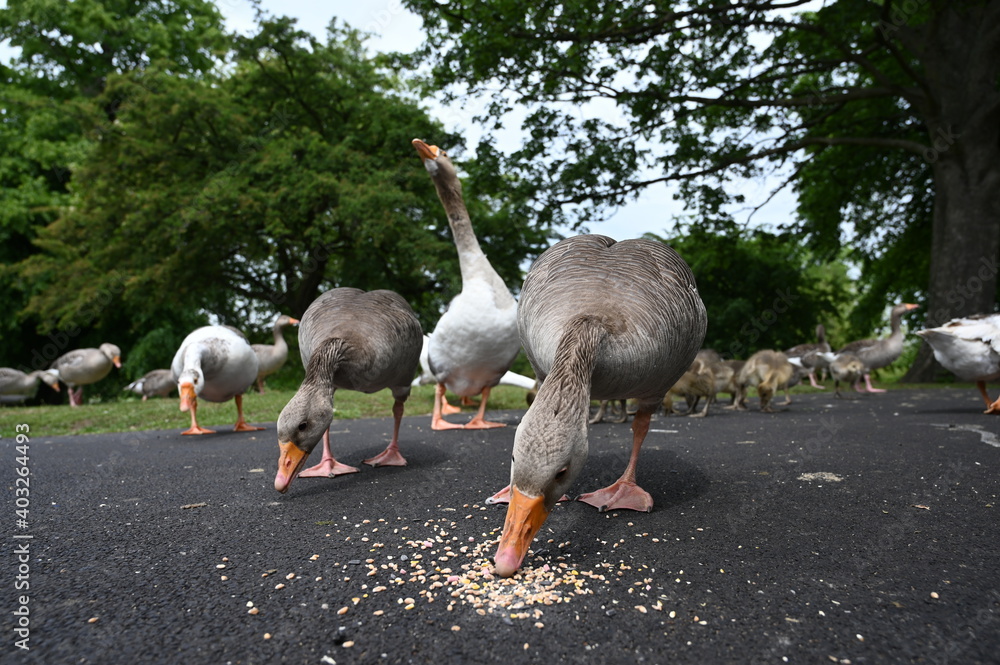 Fototapeta premium Canada gooses in park