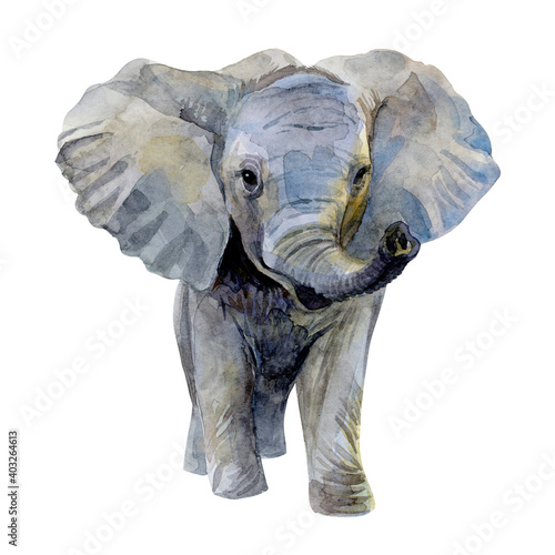 Photography elephant isolated on white background