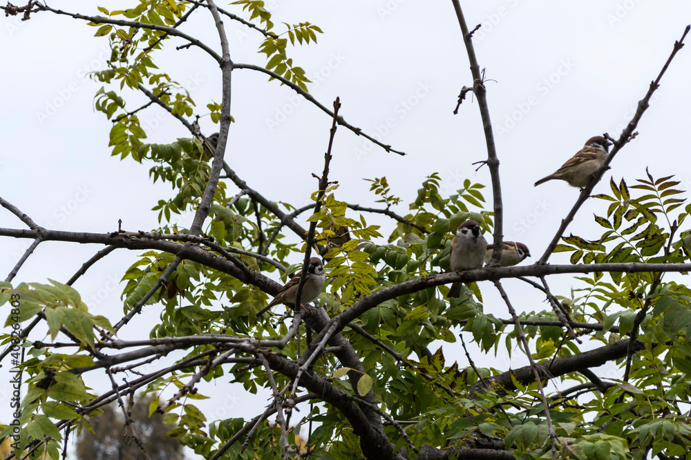 Group of sparrows sitting in a tree. Group of sparrows sitting in a tree.