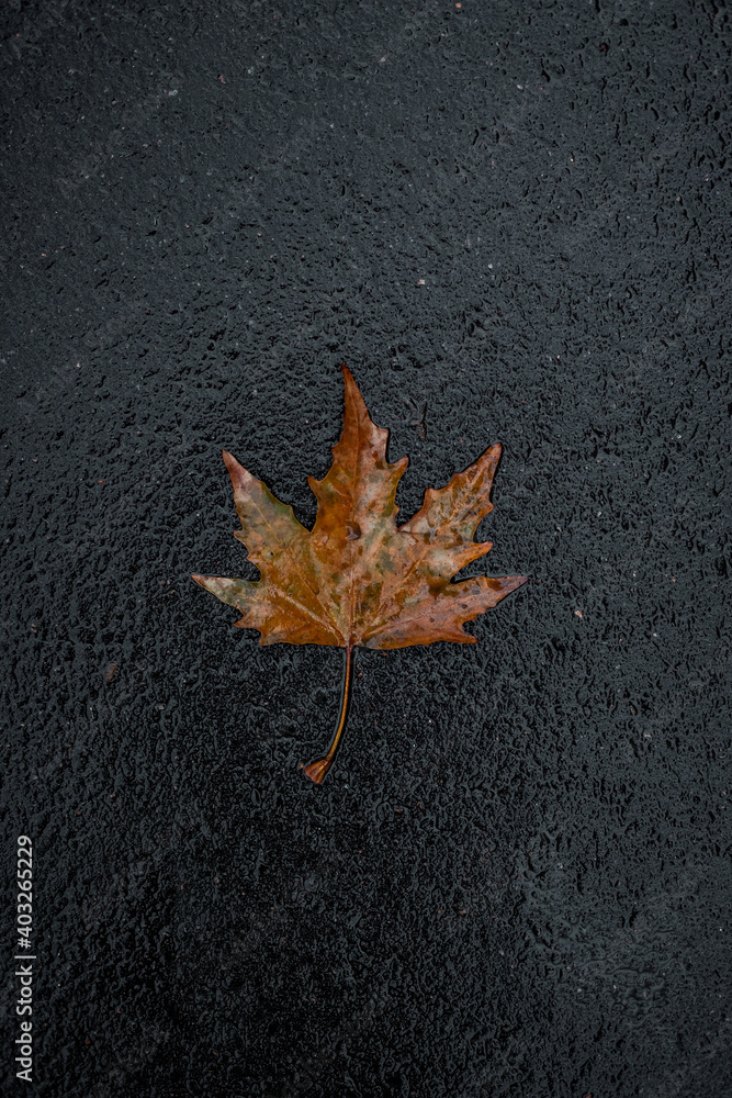 autumn leaves on asphalt