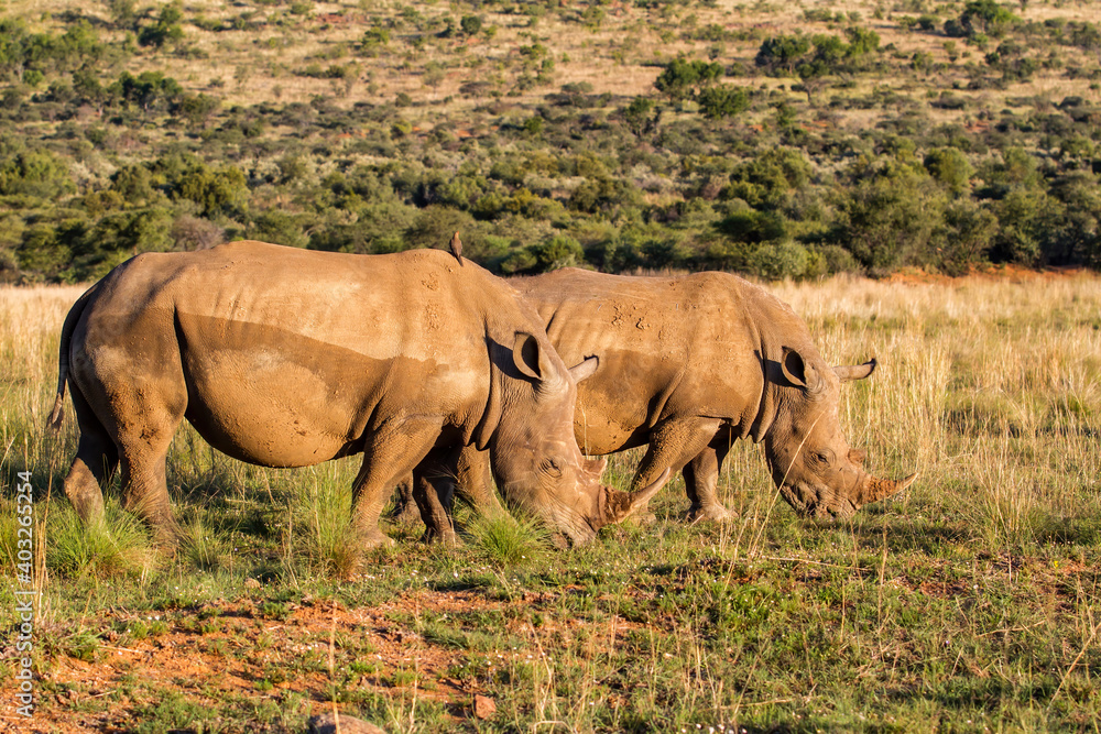 Fototapeta premium White rhinoceros on the plains of Pilanesberg National Park in South Africa
