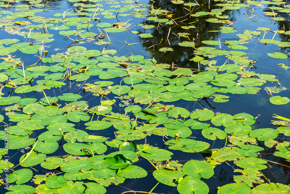 Water lilies floating as background in Hamburg, Germany Water lilies floating as background in Hamburg, Germany
