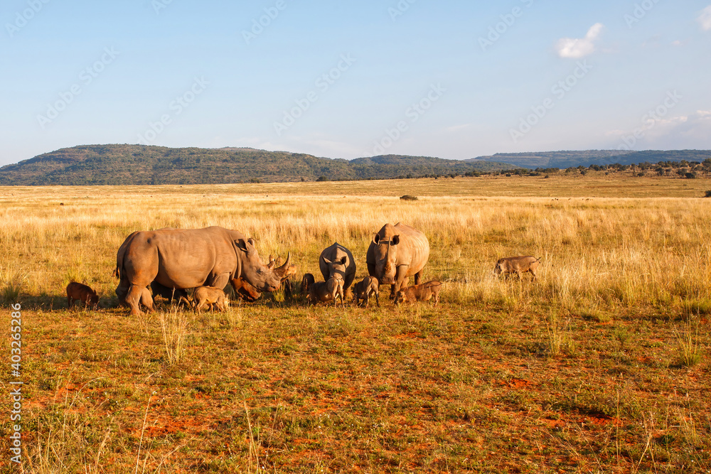 Obraz premium White rhinoceros walking on the plains of Entabeni game reserve in the Waterberg Area in South Africa