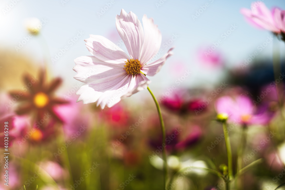 Beautiful pink cosmos flower blooming in the garden with soft color tone for nature concept Beautiful pink cosmos flower blooming in the garden with soft color tone for nature concept