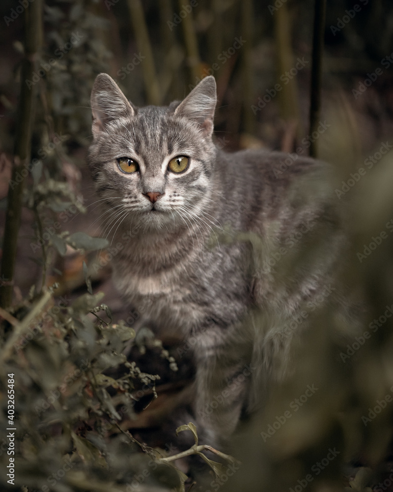 portrait of a cat