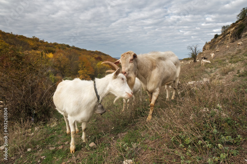 White goats close up. Male goat and female goat. Landscape with sky and goats grazing in the mountains.